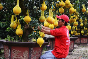 Bưởi Diễn bonsai 70 triệu đồng, đại gia Sài Gòn lùng mua không có