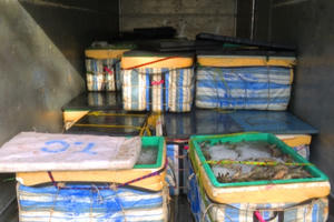 Bạc Liêu bắt giữ xe tải chở 1 tấn tôm chứa tạp chất đưa đi tiêu thụ