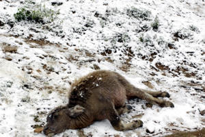 Hơn 3.500 con gia súc bị chết do rét đậm, rét hại Hơn 3.500 con gia súc bị chết do rét đậm, rét hại