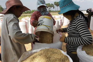 Việt Nam nhập khẩu hơn 1,5 triệu tấn thóc từ Campuchia