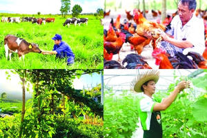 Phê duyệt thành viên Ban Chỉ đạo quốc gia về kinh tế tập thể