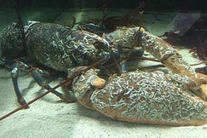 Thợ lặn Anh bắt được tôm hùm khổng lồ gần 70 tuổi