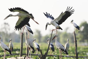 Bài học từ việc săn bắn chim: Trách nhiệm và lòng nhân ái đối với thiên nhiên