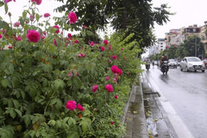 "Con đường hoa hồng" đầu tiên ở Hà Nội