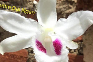 Cảnh báo người mua về “trái đắng” từ lan đột biến giá tiền tỉ