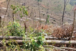 Gia Lai: Yêu cầu điều tra, xử lý vụ phá hơn 2 ha rừng phòng hộ ở huyện Chư Pảh