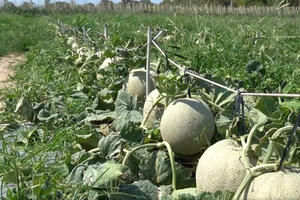 Vùng chuyên canh dưa lưới huyện Xuyên Mộc gặp nhiều khó khăn do sức mua giảm mạnh