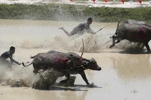 Tìm hiểu ý nghĩa của loài trâu, bò trong nền văn hóa nhân loại