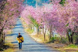 Lễ hội hoa Mai anh đào Đà Lạt 2017 sẽ dời lại sau tết Nguyên Đán