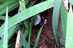 Khu nhà cố Đại tướng Võ Nguyên Giáp cứu một cá thể Cầy vòi hương