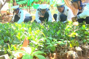 Trường Sa xanh giữa biển khơi