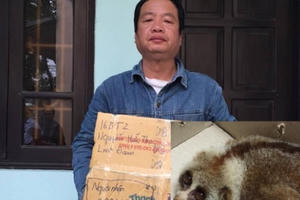 Hà Nội: Bắt giữ đối tượng vận chuyển Culi quý hiếm