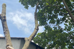 Một phụ nữ tử vong do ong "mặt quỷ" đốt