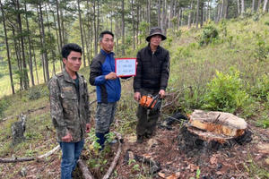 Lâm Đồng: Tạm giữ 3 đối tượng triệt hạ nhiều cây gỗ lớn trong rừng phòng hộ
