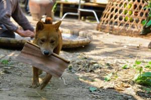 Chuyện về Vàng – diễn viên chính 4 chân đầu tiên của điện ảnh Việt Nam