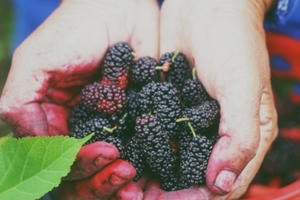 Dâu tằm chín đỏ góc trời Hà Nội