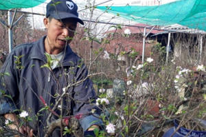 Độc đáo thú chơi nhất chi mai của người Hà Nội