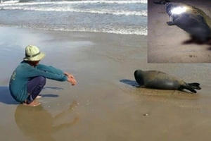 Cộng đồng mạng 'sôi sục' truy tìm thủ phạm đánh chết hải cẩu