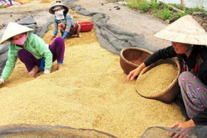 Ngưng thu mua tạm trữ gạo?