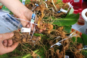 Kon Tum: Yên tâm về chất lượng sâm Ngọc Linh tại phiên chợ sâm và các dược liệu