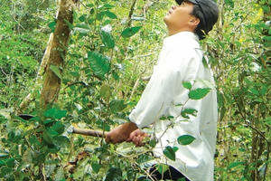 Ngày xuân lên núi thăm mai