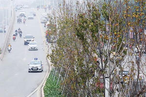 Cây phong trồng tại Hà Nội: Vì sao lá không đỏ?