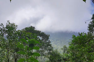 Trường hợp nào được thanh lý rừng trồng?