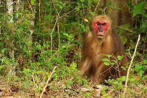 Mua, vận chuyển lâm sản trái phép, một người bị phạt gần 400 triệu đồng