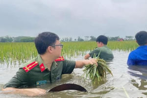Công an, đoàn viên thanh niên ngâm mình trong nước gặt lúa giúp dân