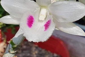 Có hay không những bông Lan đột biến giá trị hàng trăm tỷ?