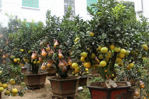 Bưởi thế có một không hai bọc kín chờ nhà giàu rước về