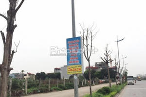 Hàng chục cây xanh chết khô, bật gốc trên đường Lý sơn