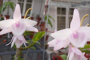 Sửng sốt giò lan phi điệp 5 cánh trắng đột biến, đại gia Hà Nội lấy thước "đo cây" trả tiền Sửng sốt giò lan phi điệp 5 cánh trắng đột biến, đại gia Hà Nội lấy thước "đo cây" trả tiền