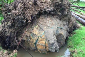 Bão gió, cây bật gốc mới lộ ra... gian dối