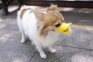 Loạt ảnh rọ mõm chó có 1-0-2 của cư dân mạng