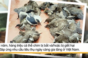 Thúc đẩy điện ảnh xanh góp phần bảo vệ môi trường