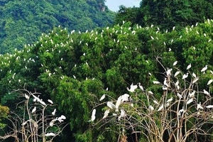 Phê duyệt Đề án phát triển giá trị đa dụng của hệ sinh thái rừng