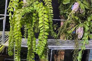 Vườn lan rừng "khủng" của 9X Quảng Nam, có 10.000 giò giả hạc