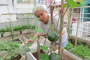 Vườn rau xanh rộng 25m² mùa nào thứ ấy của “Lão Nông Phố” ở Hà Nội