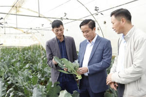 Phát huy hiệu quả mô hình dự án phát triển sản xuất nông nghiệp hàng hóa trên địa bàn thị xã Sa Pa