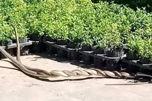 Tin mới về cặp mãng xà xuất hiện ở khu di tích An Khê Trường