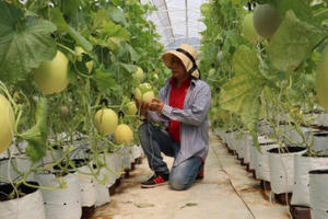 “Cứu tinh” của nhiều doanh nghiệp nông sản