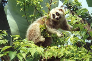 Bảo tồn hiệu quả các loài động vật hoang dã nguy cấp, quý, hiếm được ưu tiên bảo vệ