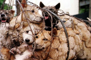 Clip - Băng nhóm ‘cẩu tặc’ trộm hơn 100 tấn chó tại Thanh Hóa khai gì? Clip - Băng nhóm ‘cẩu tặc’ trộm hơn 100 tấn chó tại Thanh Hóa khai gì?