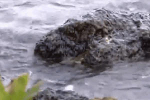 Sửng sốt khi phát hiện thấy "thủy quái" nước ngọt Amazon