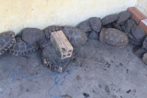 Tây Ninh: Vận chuyển trái phép rùa và khỉ từ Cam-pu-chia