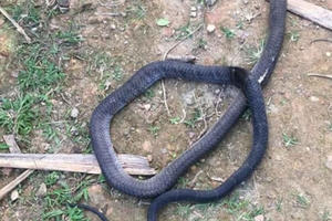 Rắn hổ mang chúa cực độc cắn chết người đàn ông đang trồng keo