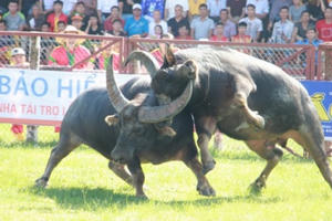 Cận cảnh những màn "tỷ thí" mãn nhãn tại Lễ hội chọi trâu Đồ Sơn 2017