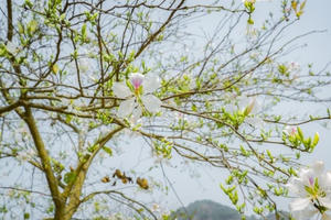 Ngây ngất mùa Ban nở ở Điện Biên