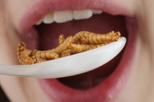 Bộ Y tế khuyến cáo người dân không nên sử dụng côn trùng làm thức ăn